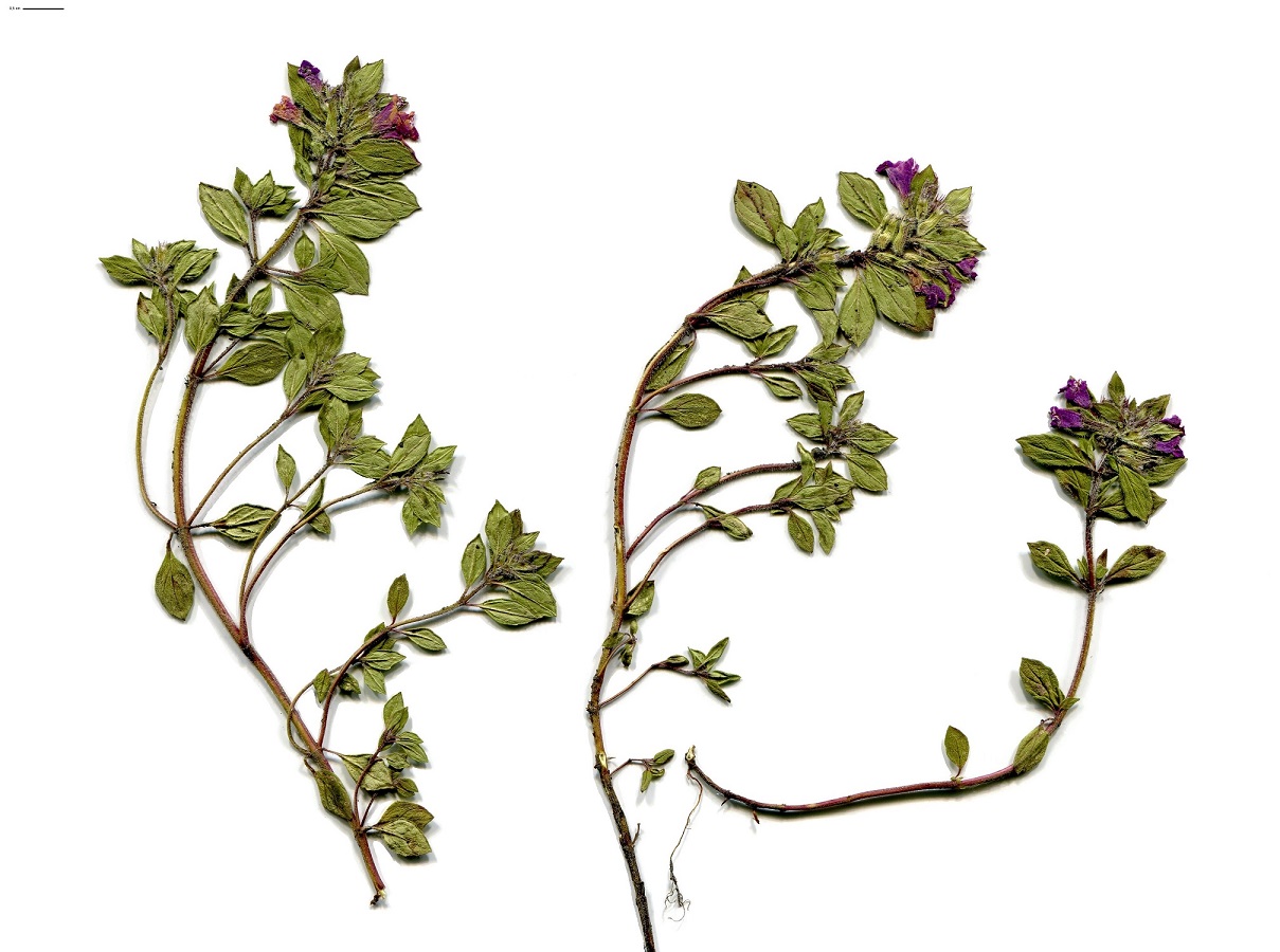 Clinopodium acinos (Lamiaceae)
